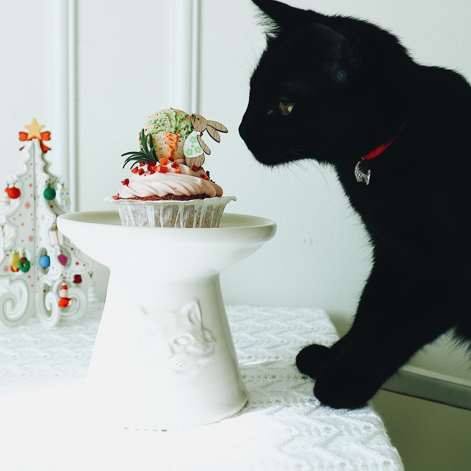 キキのカバー写真