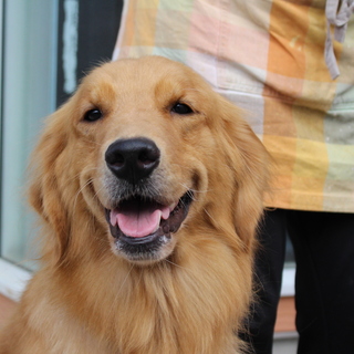 避妊済み3才5か月女の子～繁殖引退犬～