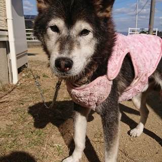 ☆緊急☆人懐っこい老犬！（高齢者可・条件あり）