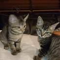 急募！生後3か月メス猫