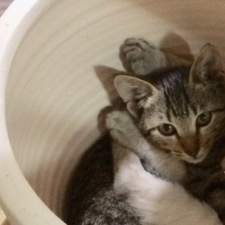 生後６か月の子猫の里親を募集しています