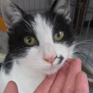 譲渡されました。