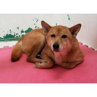 【動画あり！】川に落ちていた若い男の子