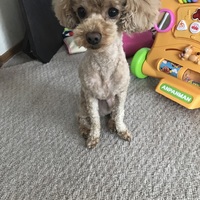 イシカワムム