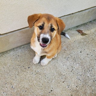 里親様決定しました！