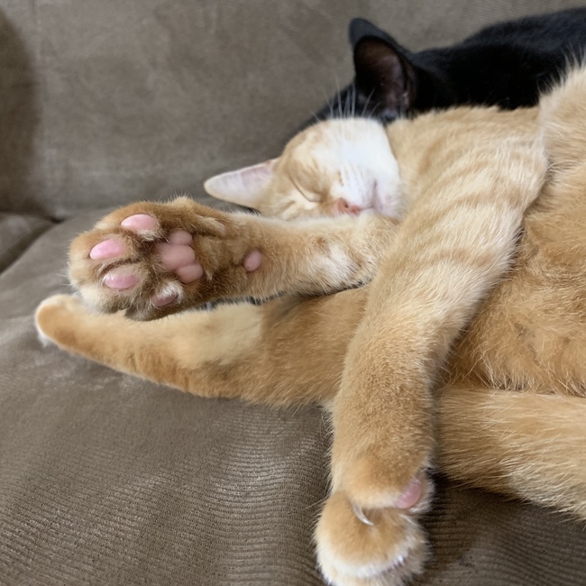 みきんこりのカバー写真