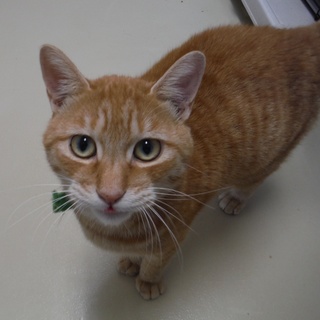 人が大好き茶トラくん（FIV陽性）