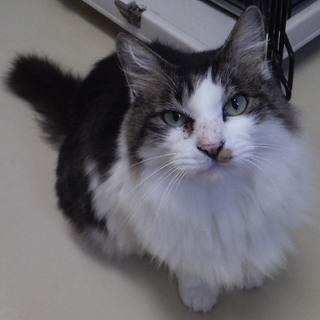 ちょっぴりフサフサ甘えっこなボク（FIV陽性）