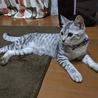 ▼ちゃみこ