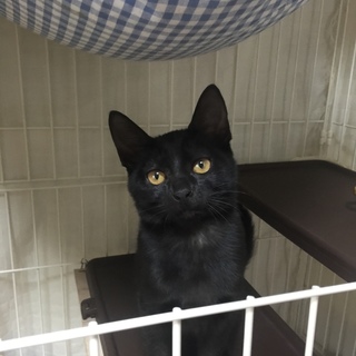 幸運を呼ぶ黒猫 ジロポン 愛知県 猫の里親募集 2918 ペットのおうち 月間利用者150万人