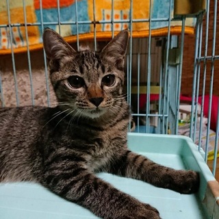 人懐っこいキジトラちゃん
