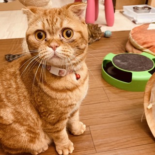 マイペースで個性的なお顔のスコ♀オルフェちゃん