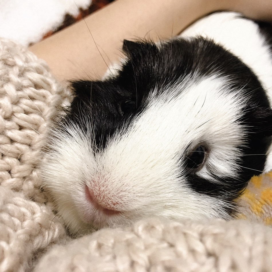 福ちゃんのカバー写真