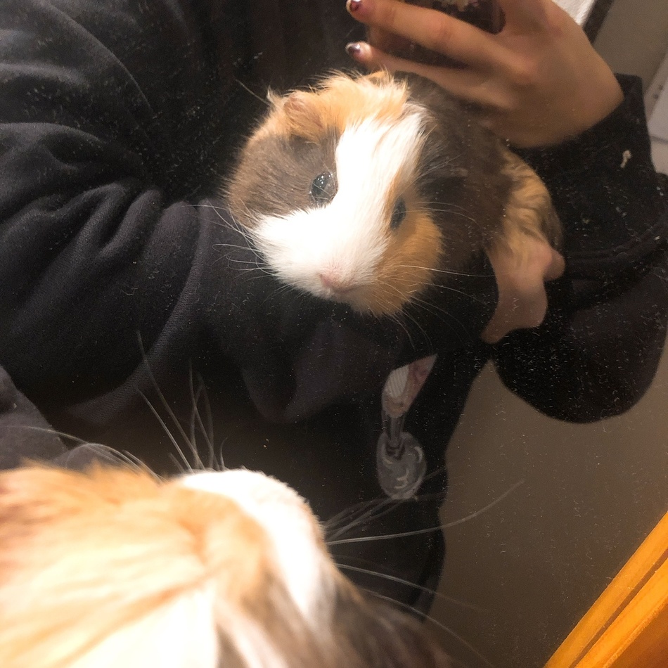 アホ毛ちゃんのカバー写真