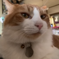 ゔぇる