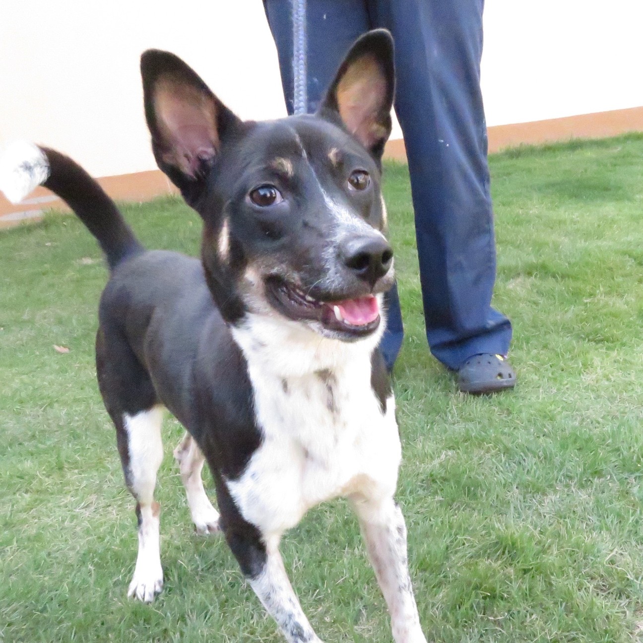 お目目クリクリ ひみこち 香川県 犬の里親募集 ペットのおうち 月間利用者150万人