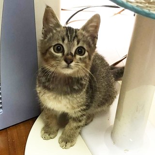 元気いっぱい遊び好きな甘えん坊(^^)