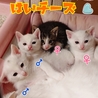 産まれた４匹です。すくすく成長中です！ミケちゃんは噛み癖あり問題児なのでこのまま家猫にします。あとはハート君だけ(^-^)