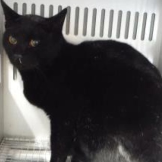 団体様より引き出し。成猫 性別不明 287