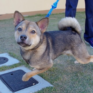 ◆ここから出して！◆元気いっぱい“ちょー君”