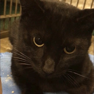 心細そうに鳴く若そうな黒成猫