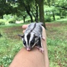すかい