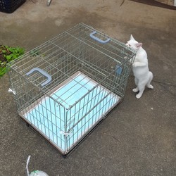 不妊手術をしてもらいました。