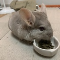 チンチラの里親を募集します