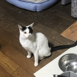 白黒　のんびりやさん　