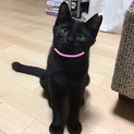 黒猫は賢いっていうけどどこが？なおバカちゃん♥