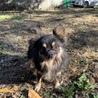 チワワの男の子(一旦締め切ります) サムネイル3