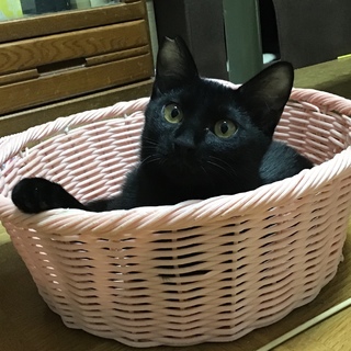 強がりで素直になれないさびしがりや