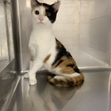 愛護センターから保護！3本足の三毛猫