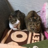 くるみーこ