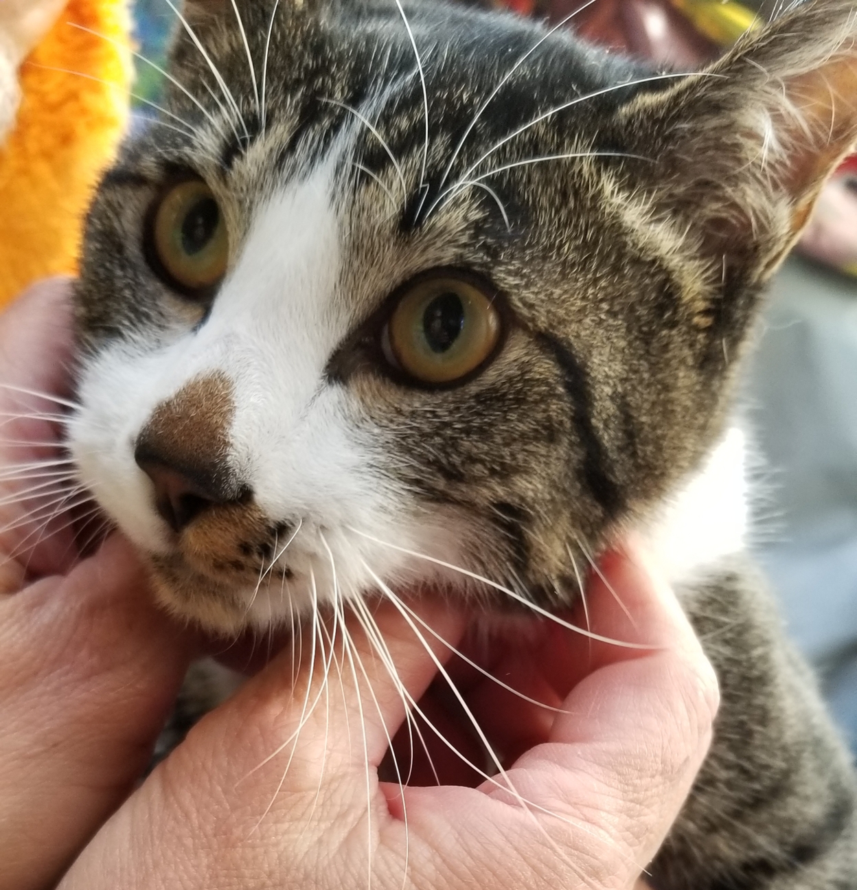 動画あり キジトラ白 山口県 猫の里親募集 ペットのおうち 月間利用者150万人