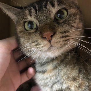 貴重な体験が出来る！甘えん坊のビクビクな母猫シママ