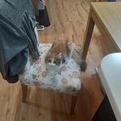 「再び猫と暮らす」サムネイル2