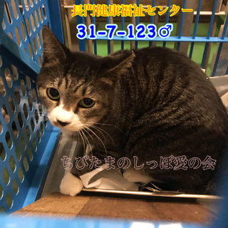 まん丸お目目の白キジ君 123