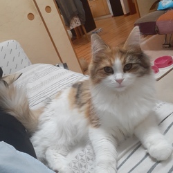 「再び猫と暮らす」サムネイル3