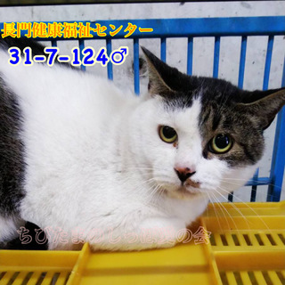 まん丸体型のキジ白君 124