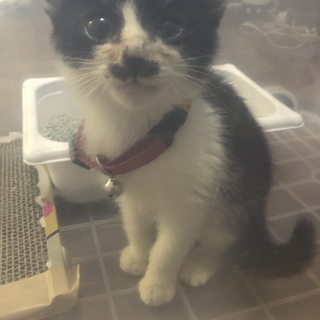 子猫　飼い主探してます！