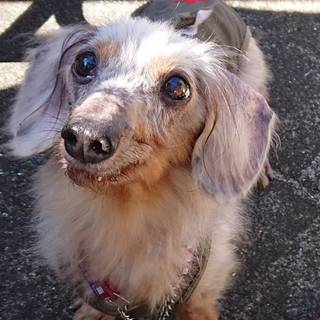 Mダックス♀桜音（おと）預かり日記あり