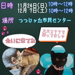 保護猫の譲渡会　名張市
