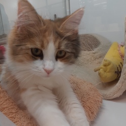 ホームセンターのペットショップ