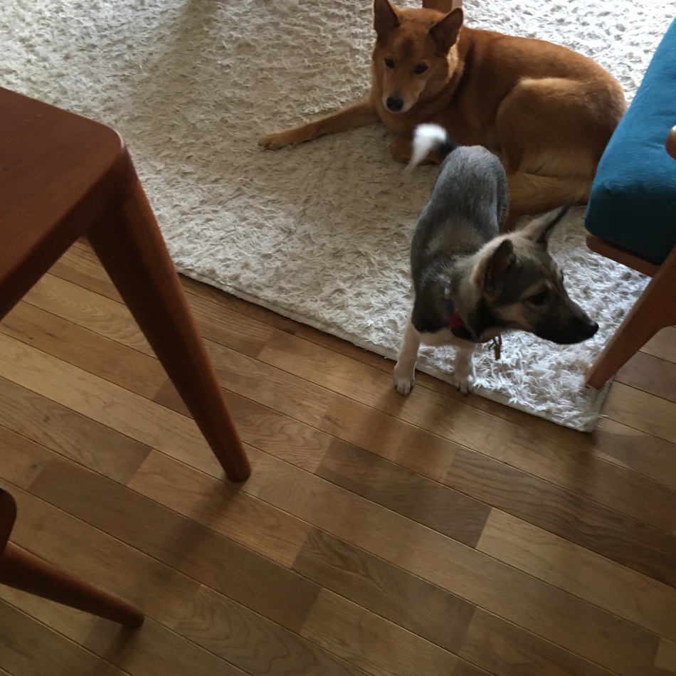 ノアのカバー写真