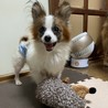 パピヨン　オス　去勢済　里親募集中 サムネイル1