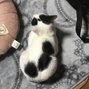 白黒　のんびりやさん　 サムネイル2
