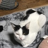 白黒　のんびりやさん　 サムネイル3