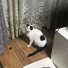 白黒　のんびりやさん　 サムネイル5
