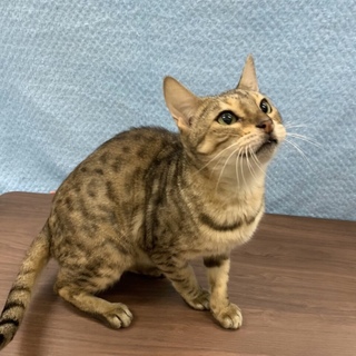 <サバイバーズ>ベンガル6歳女の子